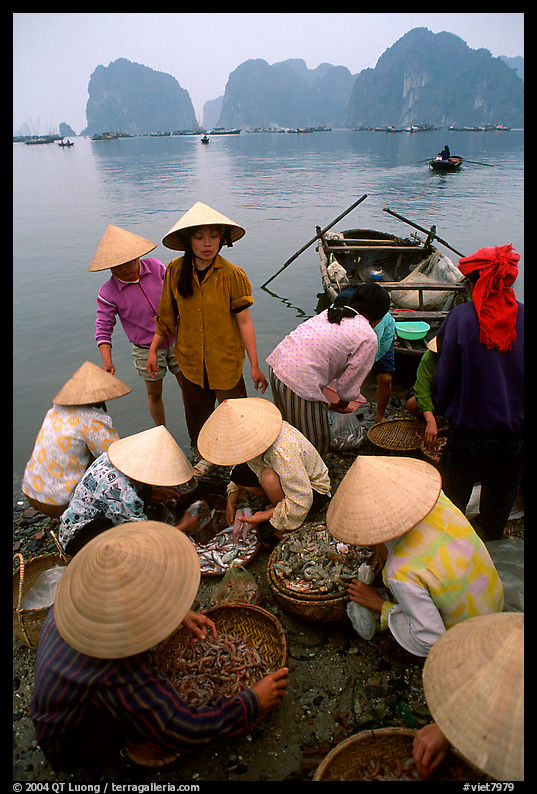 Women gathering around a fresh fish catch. Halong Bay, Vietnam