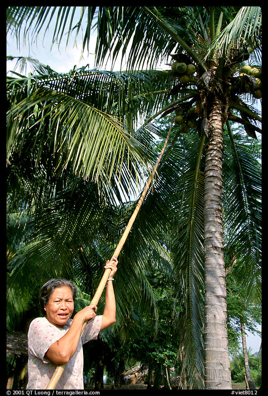 Woman harvesting coconut fruit, near Ben Tre. Mekong Delta region, Vietnam