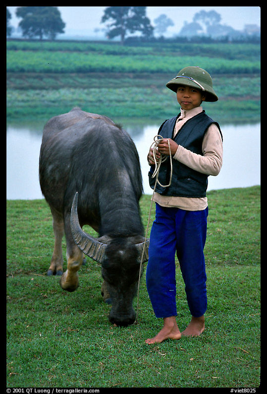 Boy wearing the Boi Doi military hat popular in the North, with water buffalo, near Ninh Binh. Vietnam