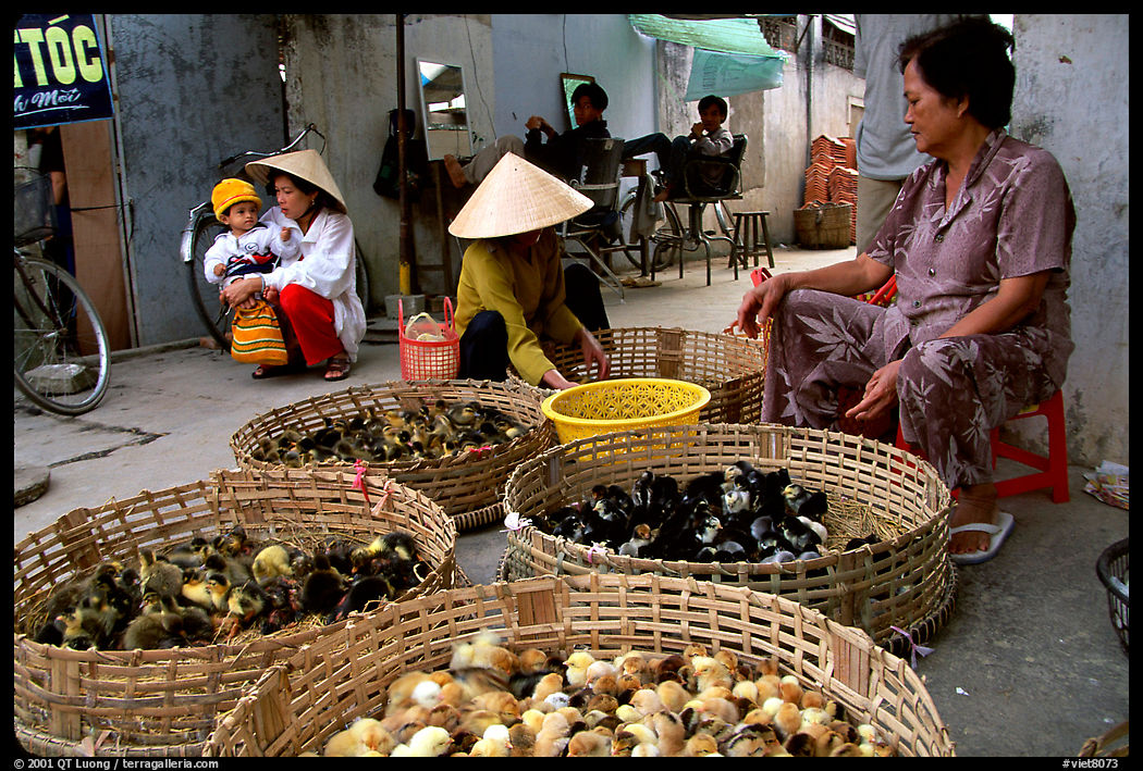 Live chicks for sale. Ho Chi Minh City , Vietnam