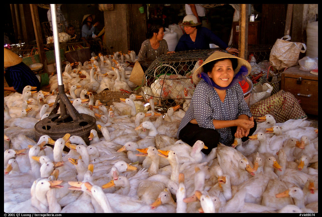 Live ducks for sale. Ho Chi Minh City , Vietnam