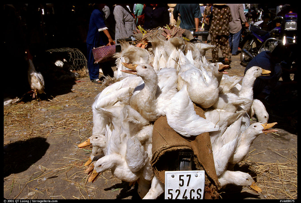 Transporting live ducks to the market. Ho Chi Minh City , Vietnam