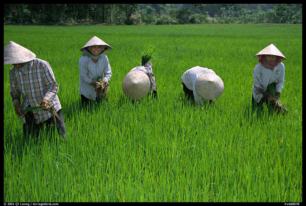 Labor-intensive rice cultivation, Ben Tre. Mekong Delta region, Vietnam