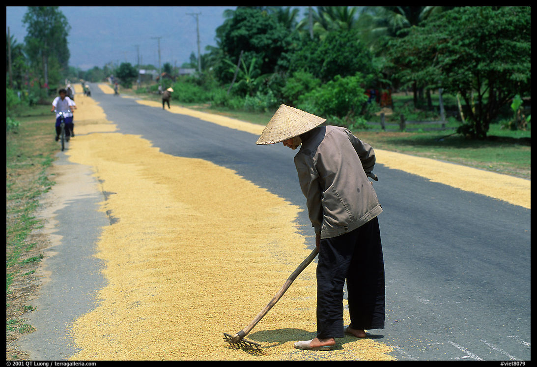 Rice being dried on sides of road. Nobody seems disturbed by the occasional truck. Mekong Delta region, Vietnam