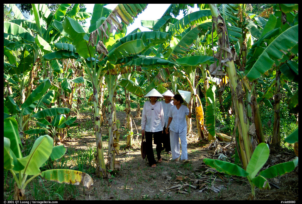 Banana tree plantation in the fertile lands, Ben Tre. Mekong Delta region, Vietnam