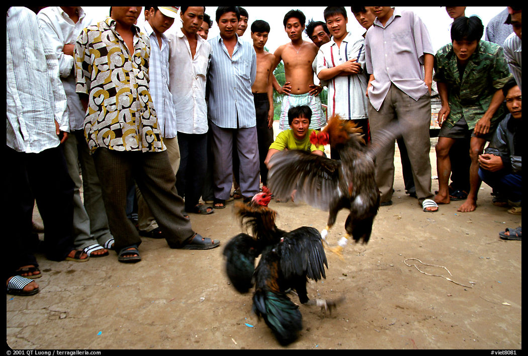 Rooster fight is a popular past time. Mekong Delta region, Vietnam
