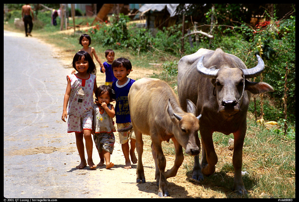 Children walk water buffalos,  very placid and strong animals. Mekong Delta region, Vietnam
