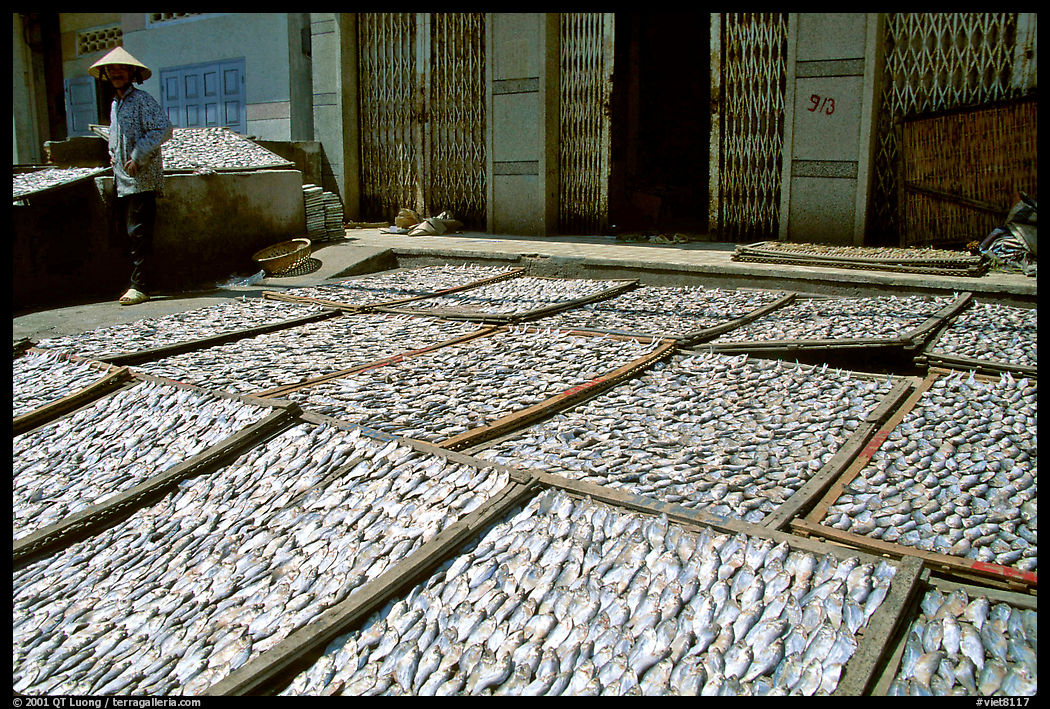 Fish being dried. Vung Tau, Vietnam
