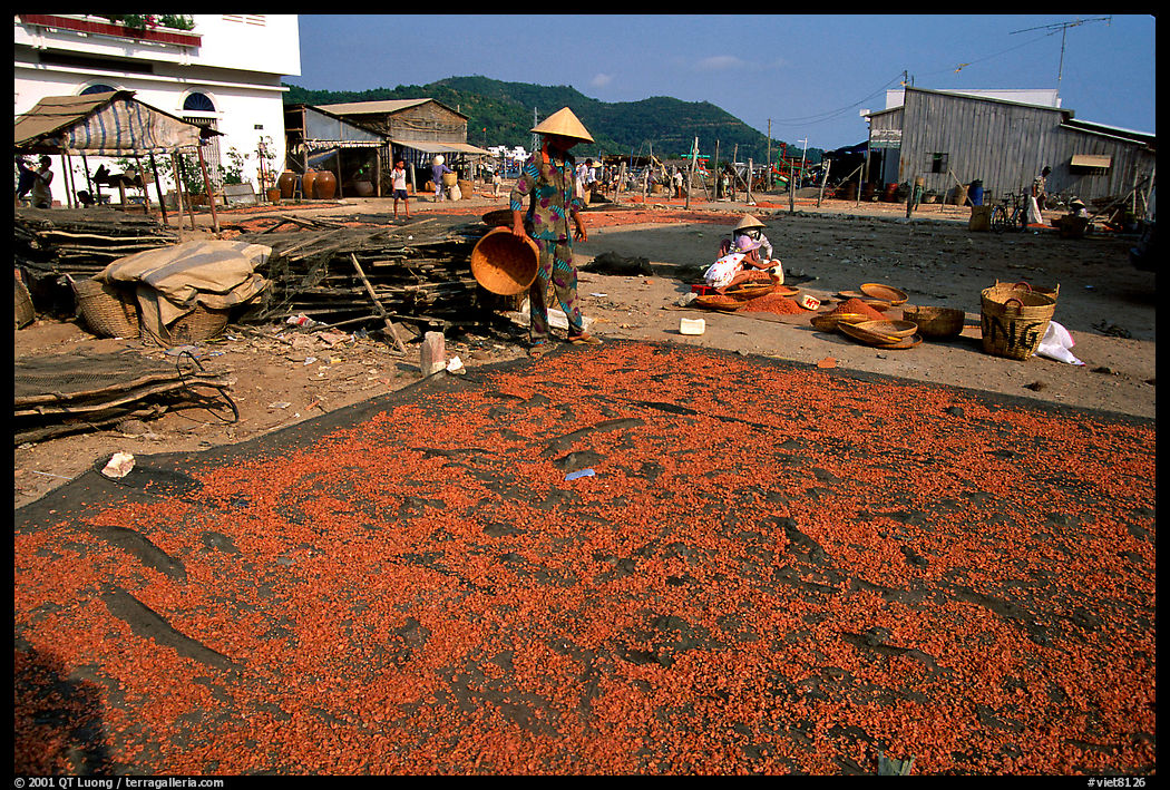 Shrimp being dried. Ha Tien, Vietnam