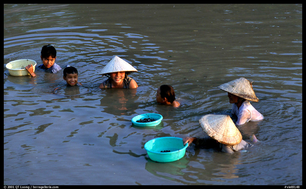 Collecting clams, near Long Xuyen. Mekong Delta region, Vietnam