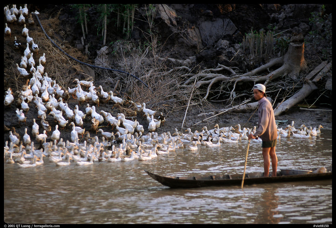 Herding a flock a ducks, near Long Xuyen. Mekong Delta region, Vietnam