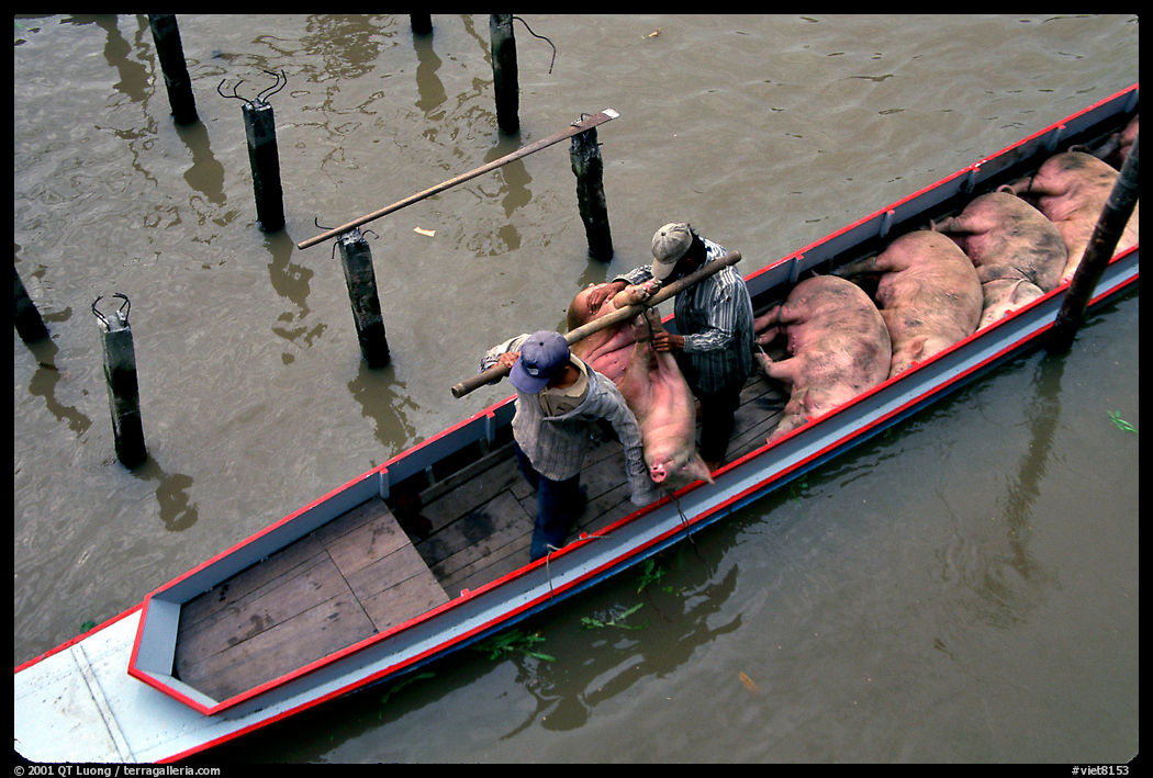 Transporting live pigs, near Phung Hiep. Can Tho, Vietnam