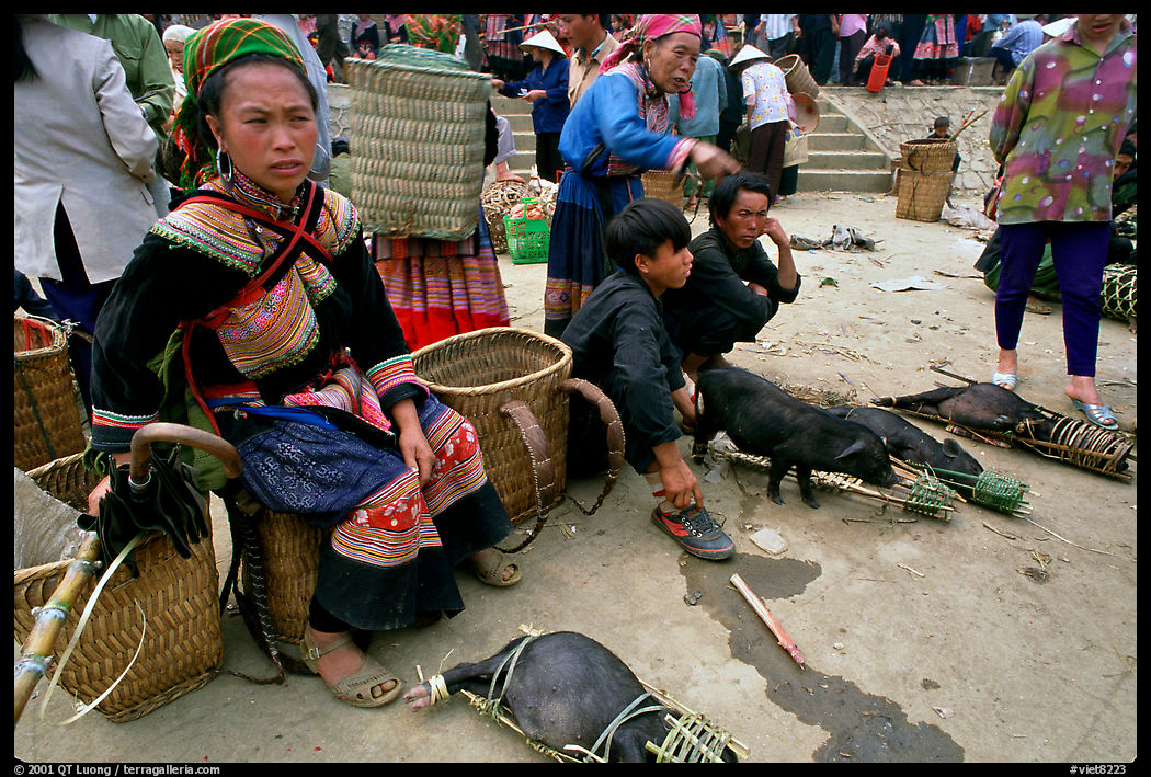 Pigs ready to be carried away for sale, sunday market. Bac Ha, Vietnam