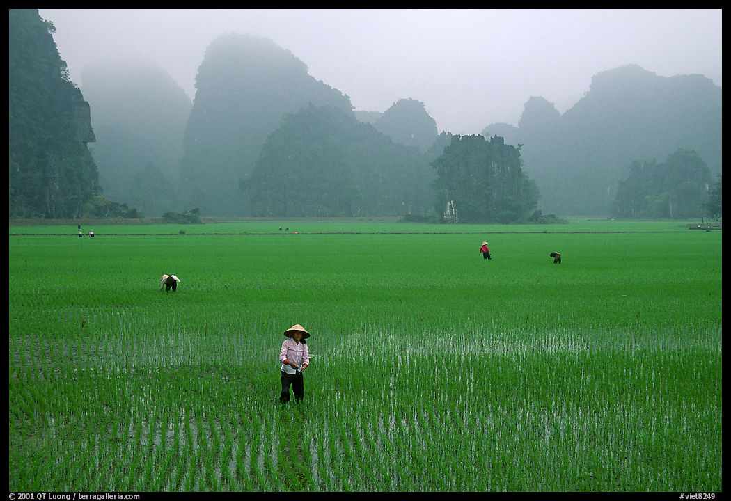 Rice fields among the karstic mountains of Tam Coc. near Ninh Binh,  Vietnam