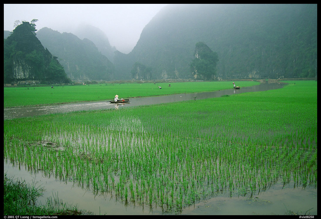 Rice fields among the karstic mountains of Tam Coc. near Ninh Binh,  Vietnam
