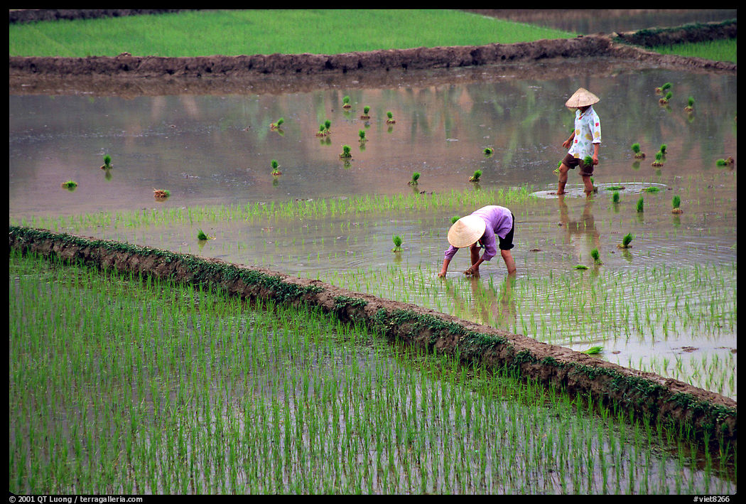 Tending to rice field in the mountains. Vietnam