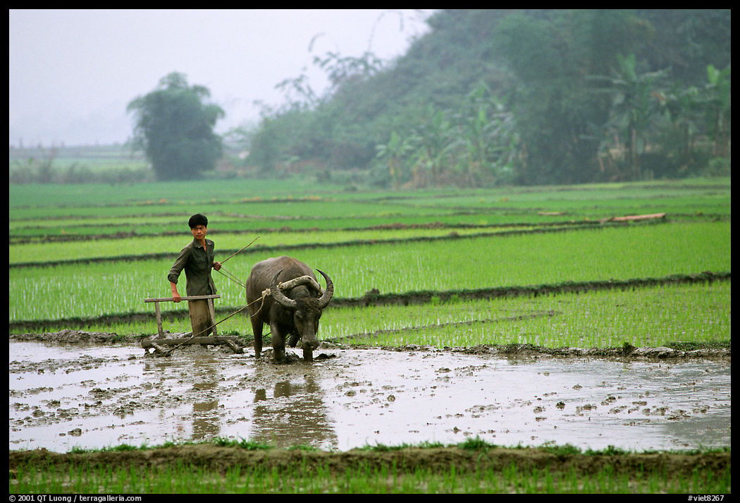 Working the rice field with a water buffalo in the mountains. Vietnam