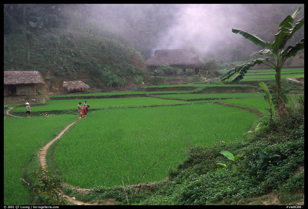 Rice cultures at a mountain village. Vietnam