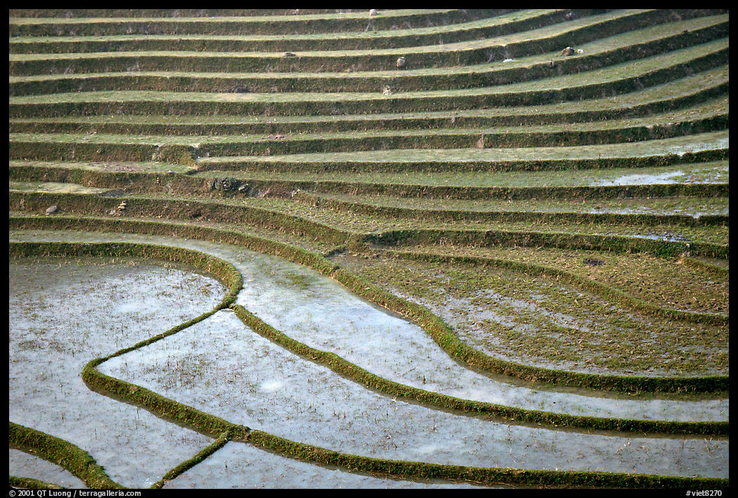 Terraced rice fields. Sapa, Vietnam