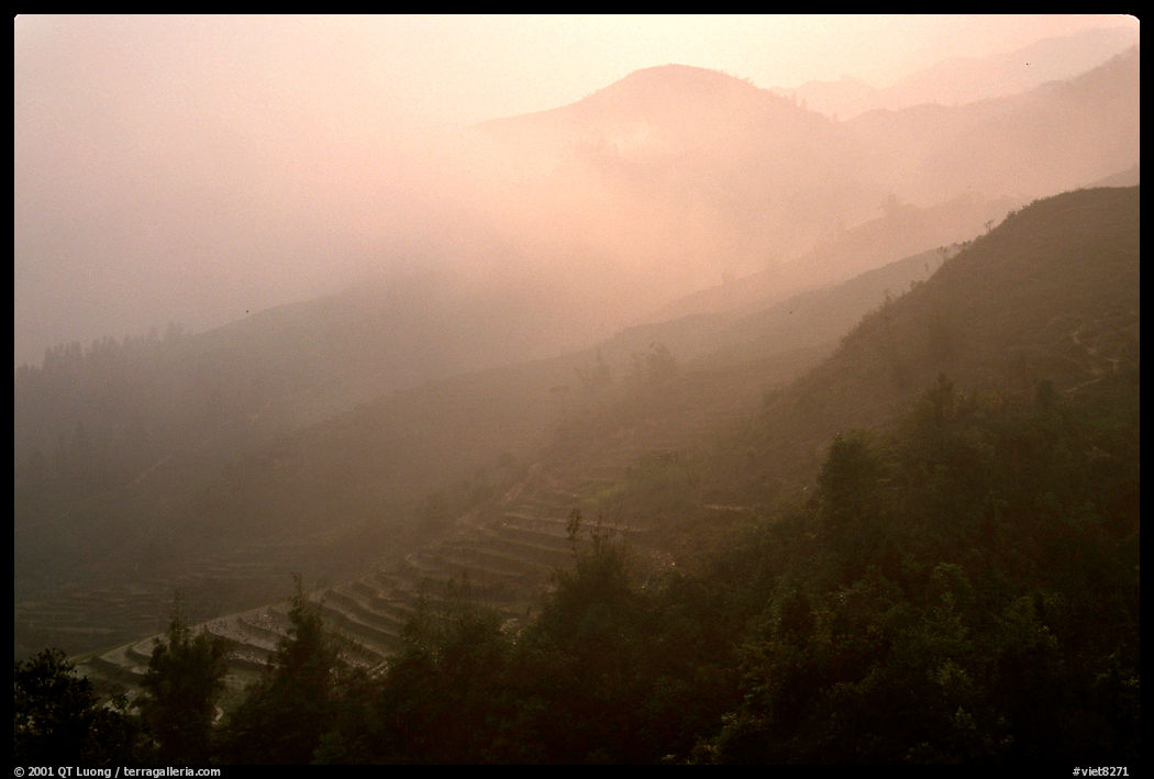 Morning fog on terraced rice fields. Sapa, Vietnam