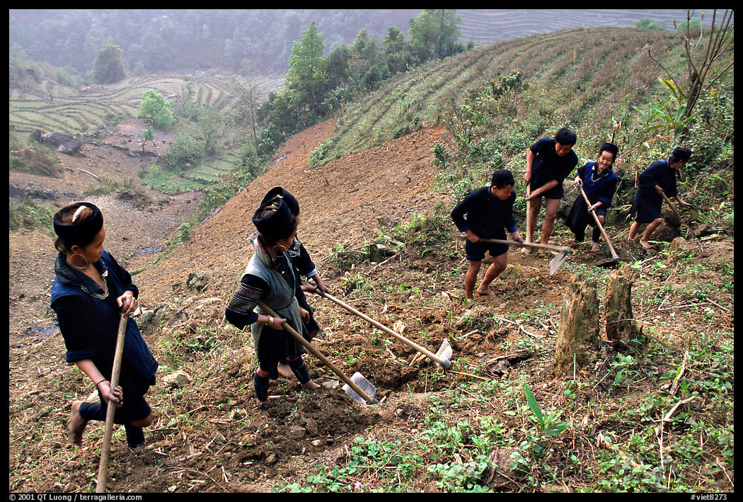 Hmong people working on terraces. Sapa, Vietnam