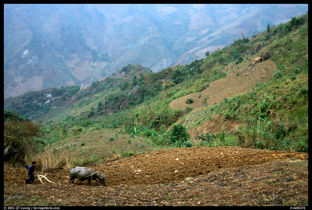 Working on a hill side with a water buffalo. Sapa, Vietnam