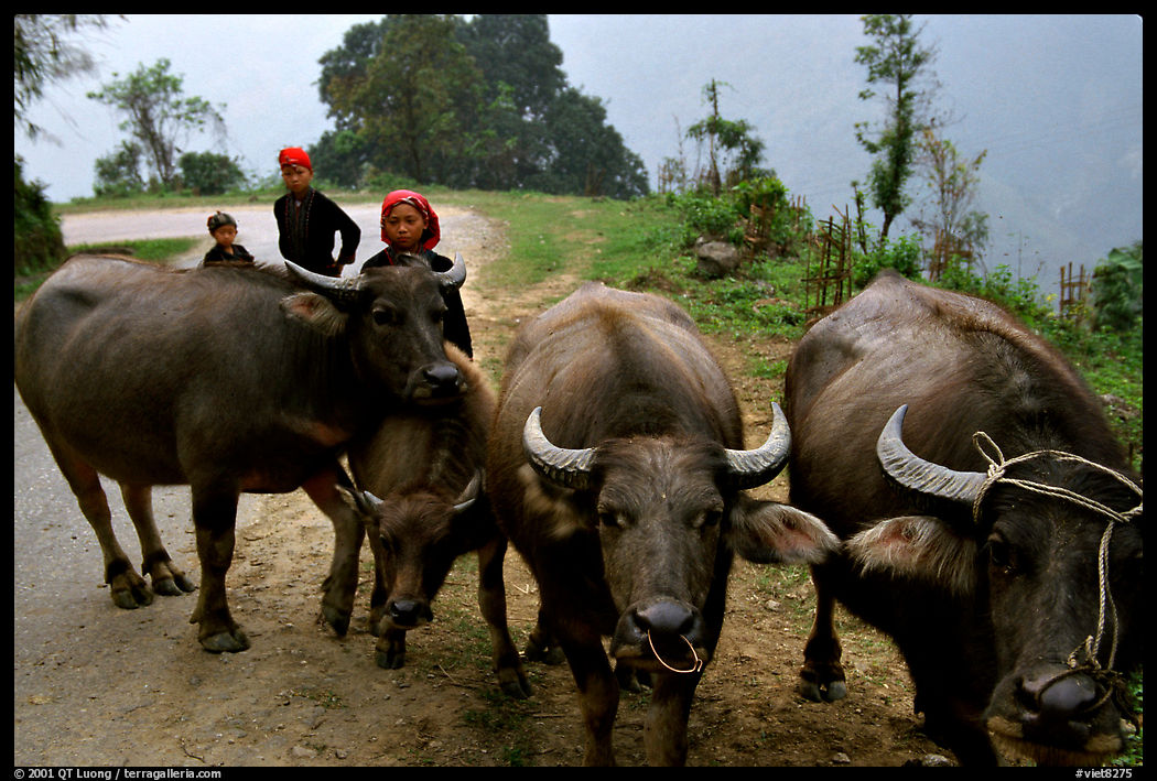 Water buffalo and mountain children. Sapa, Vietnam