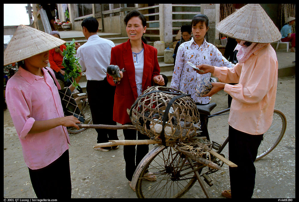 Buying live birds. Sapa, Vietnam
