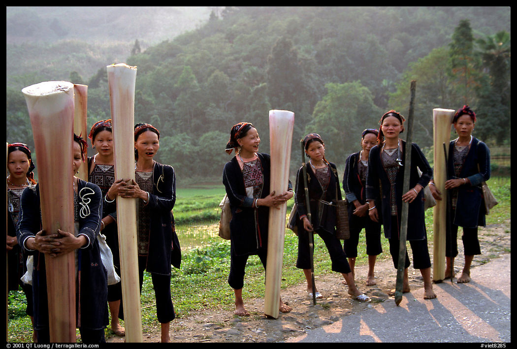 Ethnic minority women carrying banana trunks. Vietnam