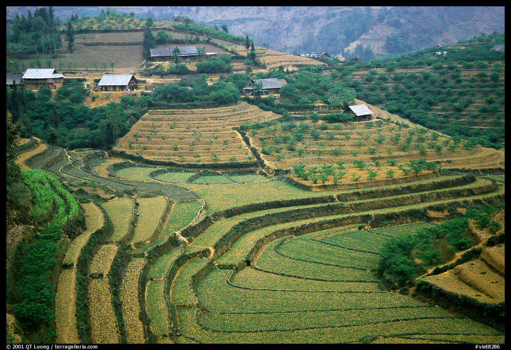 Dry terraced hills and village. Bac Ha, Vietnam