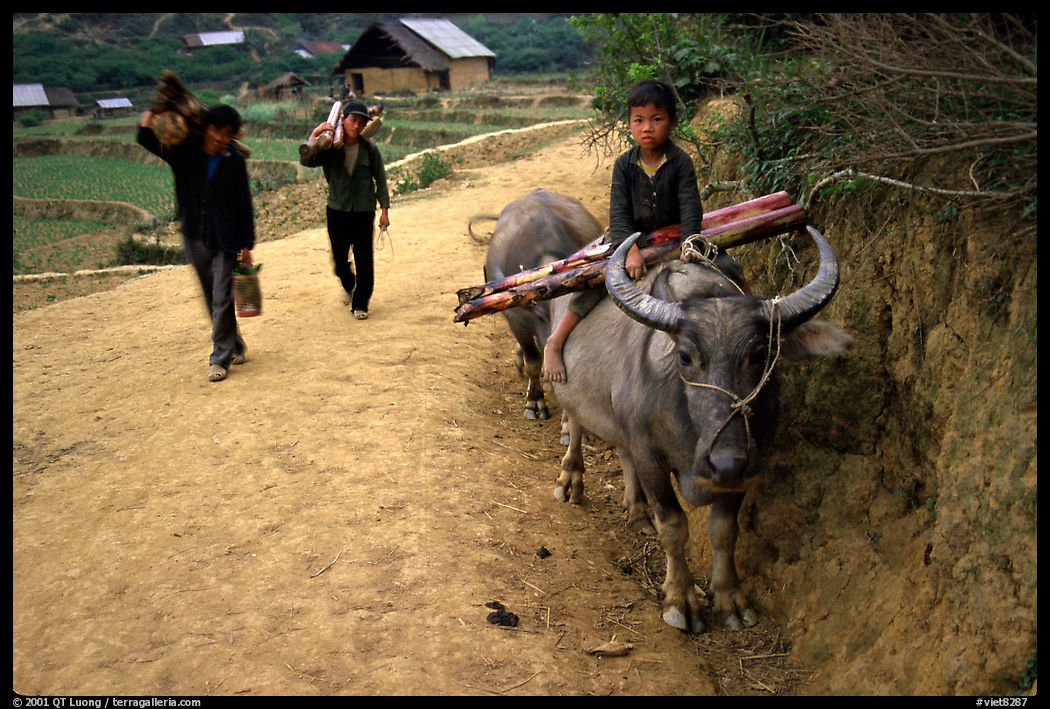 Returning from the fields with the buffalo. Bac Ha, Vietnam