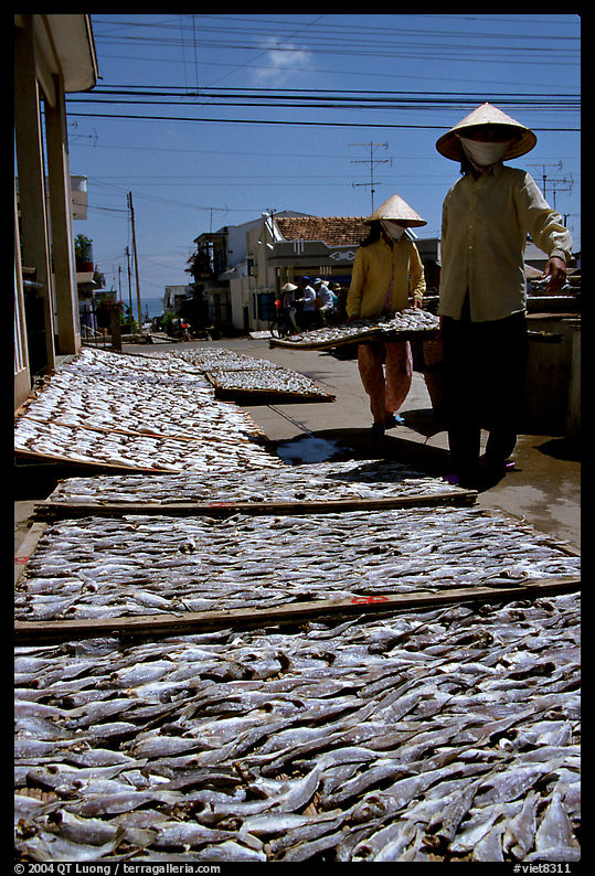 Women carrying a panel of fish being dried. Vung Tau, Vietnam