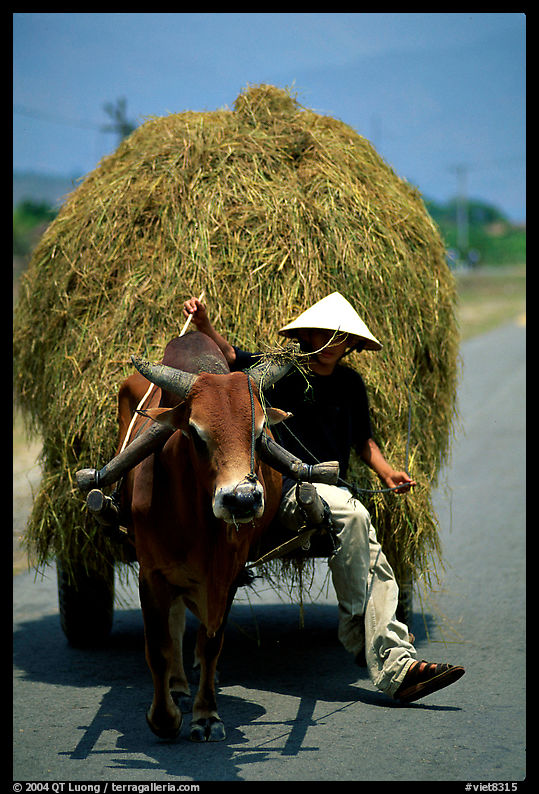 Cow carriage loaded with hay. Mekong Delta region, Vietnam