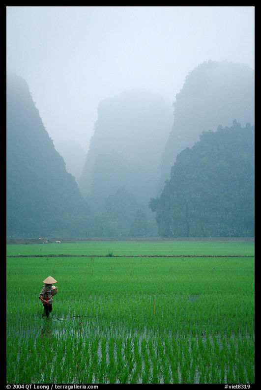Woman tending to the rice fields, with a background of karstic cliffs in the mist. near Ninh Binh,  Vietnam