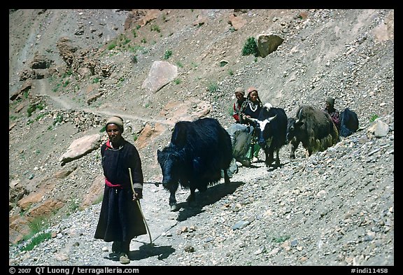 Group of people on narrow mountain trail with yaks, Zanskar, Jammu and Kashmir. India