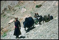 Group of people on narrow mountain trail with yaks, Zanskar, Jammu and Kashmir. India (color)