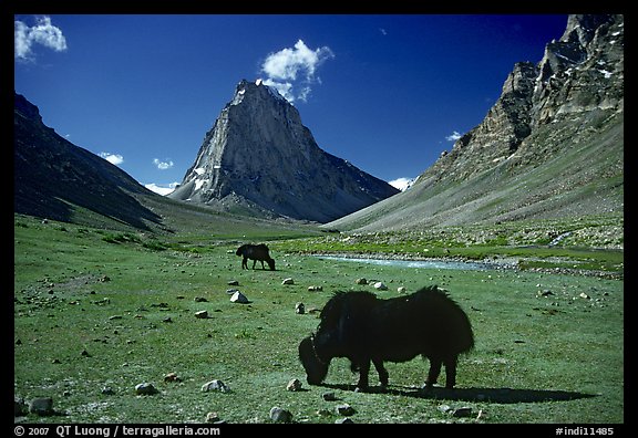 Yaks and Gumburanjan monolith, Zanskar, Jammu and Kashmir. India (color)