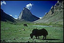 Yaks and Gumburanjan monolith, Zanskar, Jammu and Kashmir. India (color)