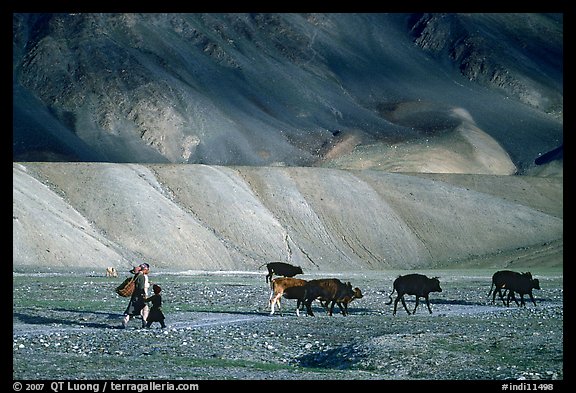 Family herding cattle in arid mountains, Zanskar, Jammu and Kashmir. India (color)