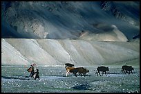 Family herding cattle in arid mountains, Zanskar, Jammu and Kashmir. India