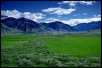 Wildflowers and cultivated fields in the Padum plain, Zanskar, Jammu and Kashmir. India