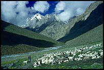 Trekker and sheep herd, Zanskar, Jammu and Kashmir. India (color)