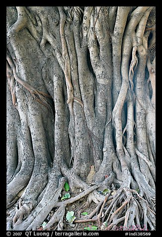 Banyan tree trunk detail. New Delhi, India (color)