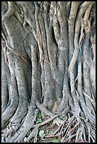Banyan tree trunk detail. New Delhi, India (color)