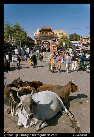 Sacred cows lying in Sardar Market. Jodhpur, Rajasthan, India (color)