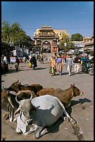 Sacred cows lying in Sardar Market. Jodhpur, Rajasthan, India (color)