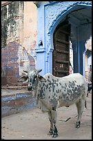 Cow and blue-washed archway. Jodhpur, Rajasthan, India