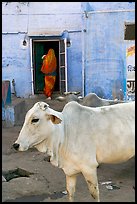 Cow and house with blue-washed walls. Jodhpur, Rajasthan, India ( color)