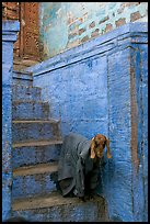 Goat covered with blanket on a blue entrance steps. Jodhpur, Rajasthan, India ( color)