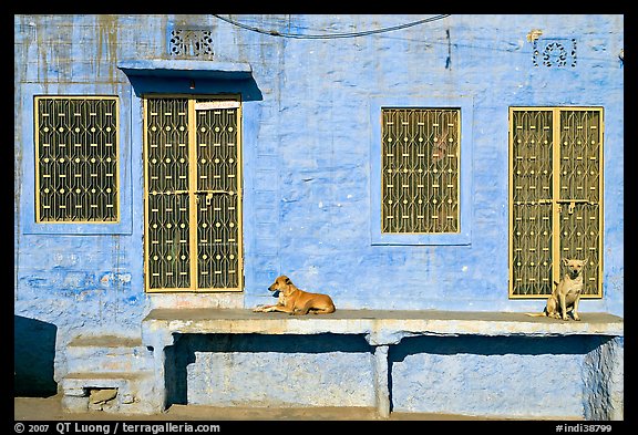 Dogs and sunlit blue house. Jodhpur, Rajasthan, India